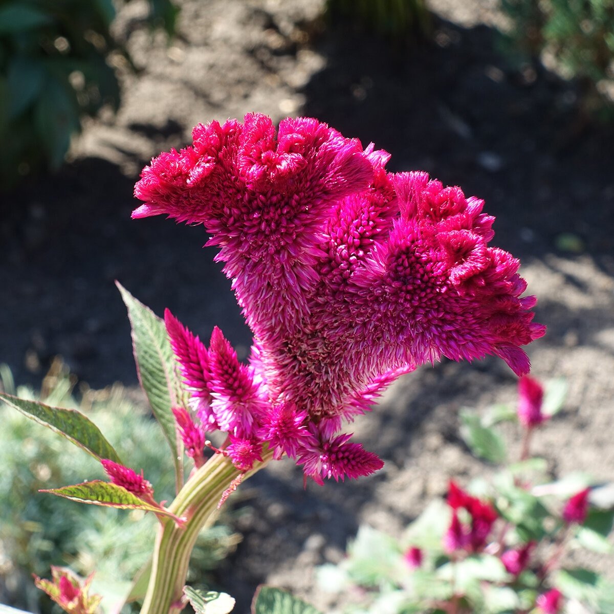 Creasta cocoșului (Celosia cristata)