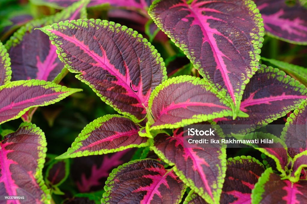 Floare de coleus (Coleus spp.)