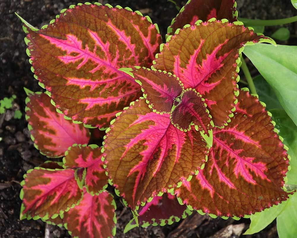 Coleus (Coleus scutellarioides)