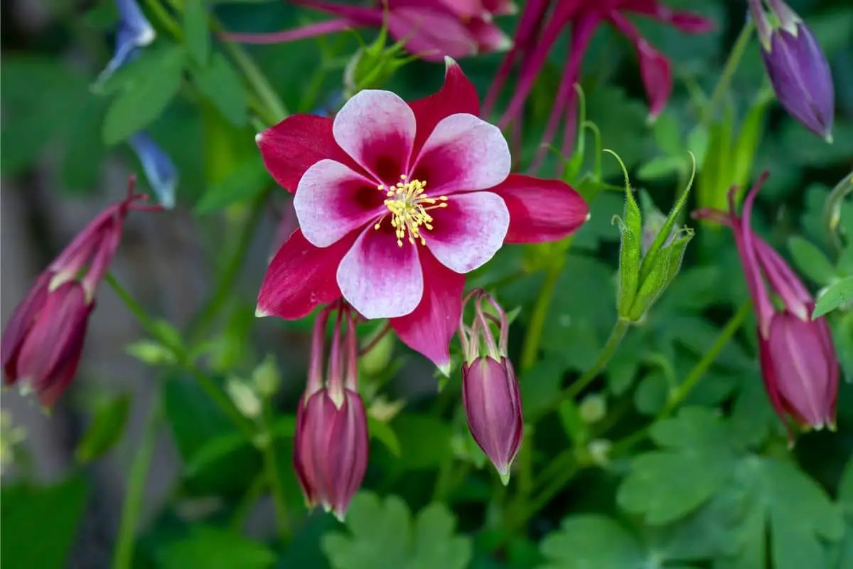 Căldărușă (Aquilegia spp.)
