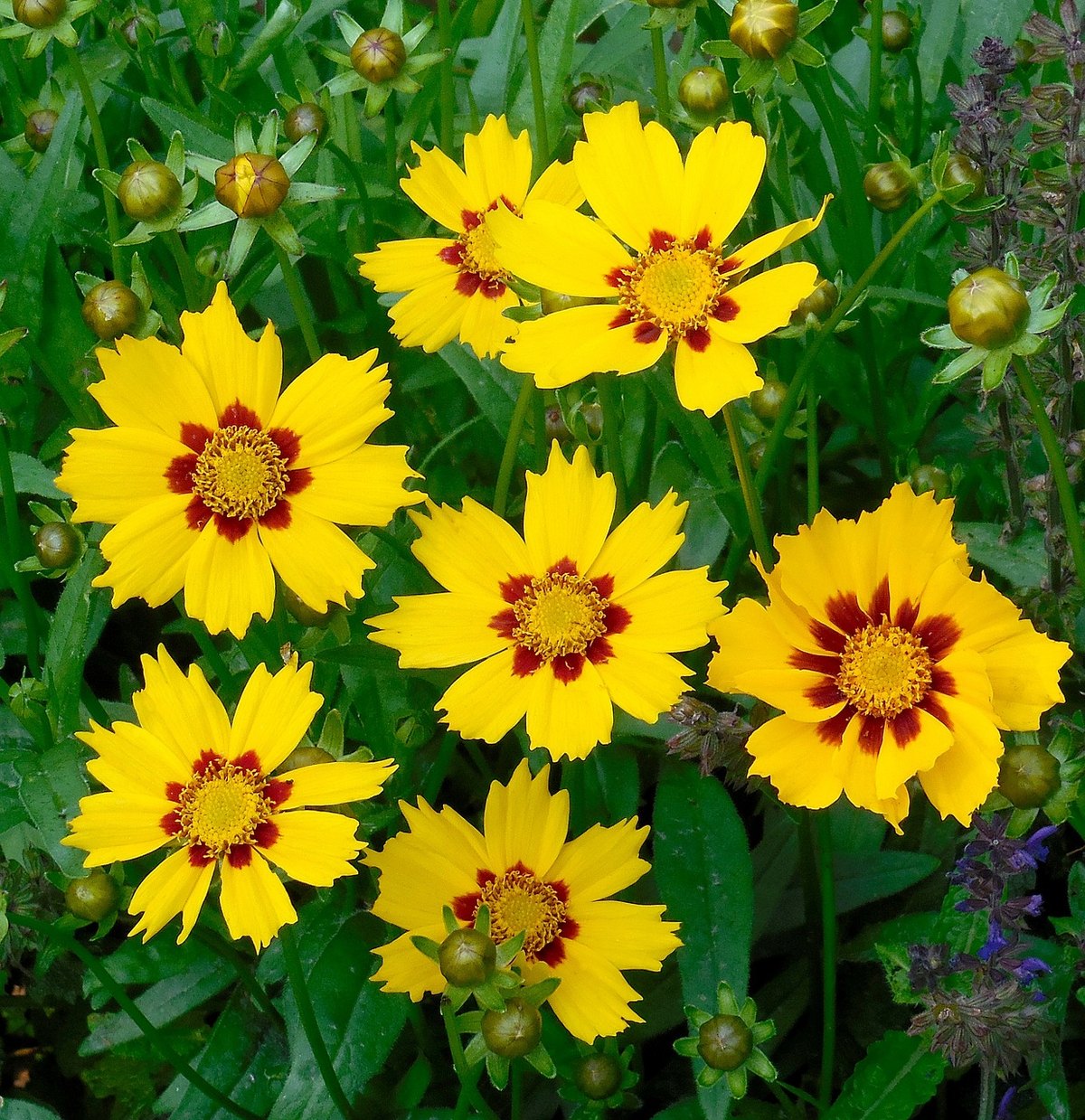 Coreopsis (Coreopsis spp.)