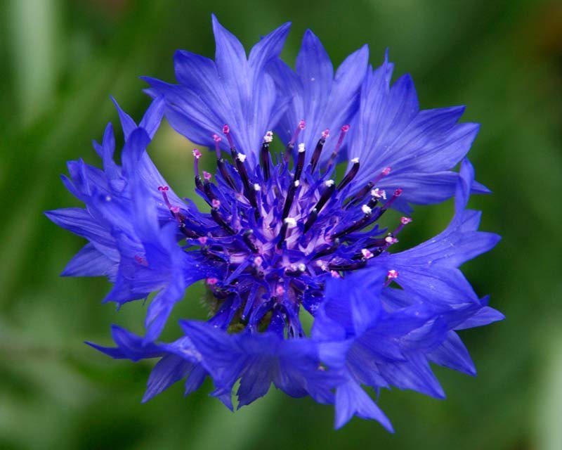 Albăstrea (Centaurea cyanus)