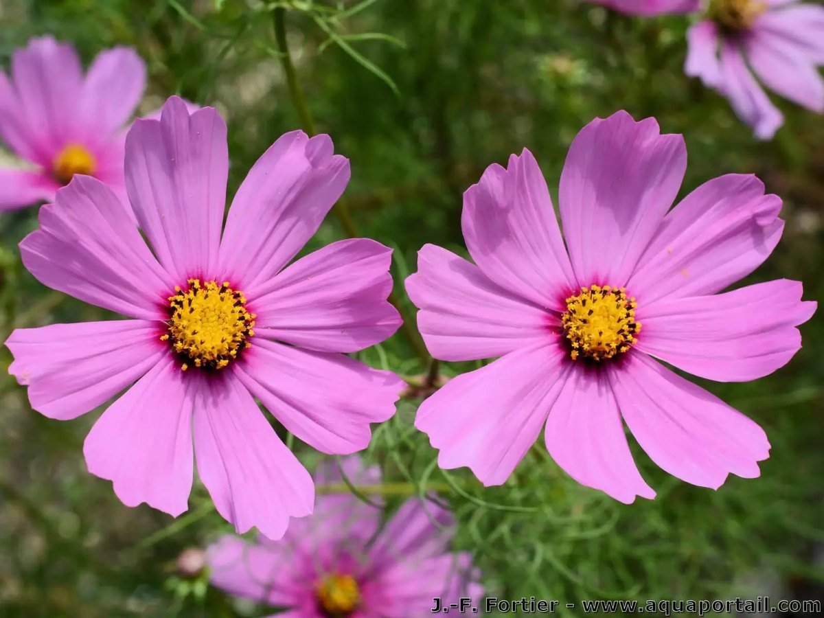 Cosmos (Cosmos bipinnatus)