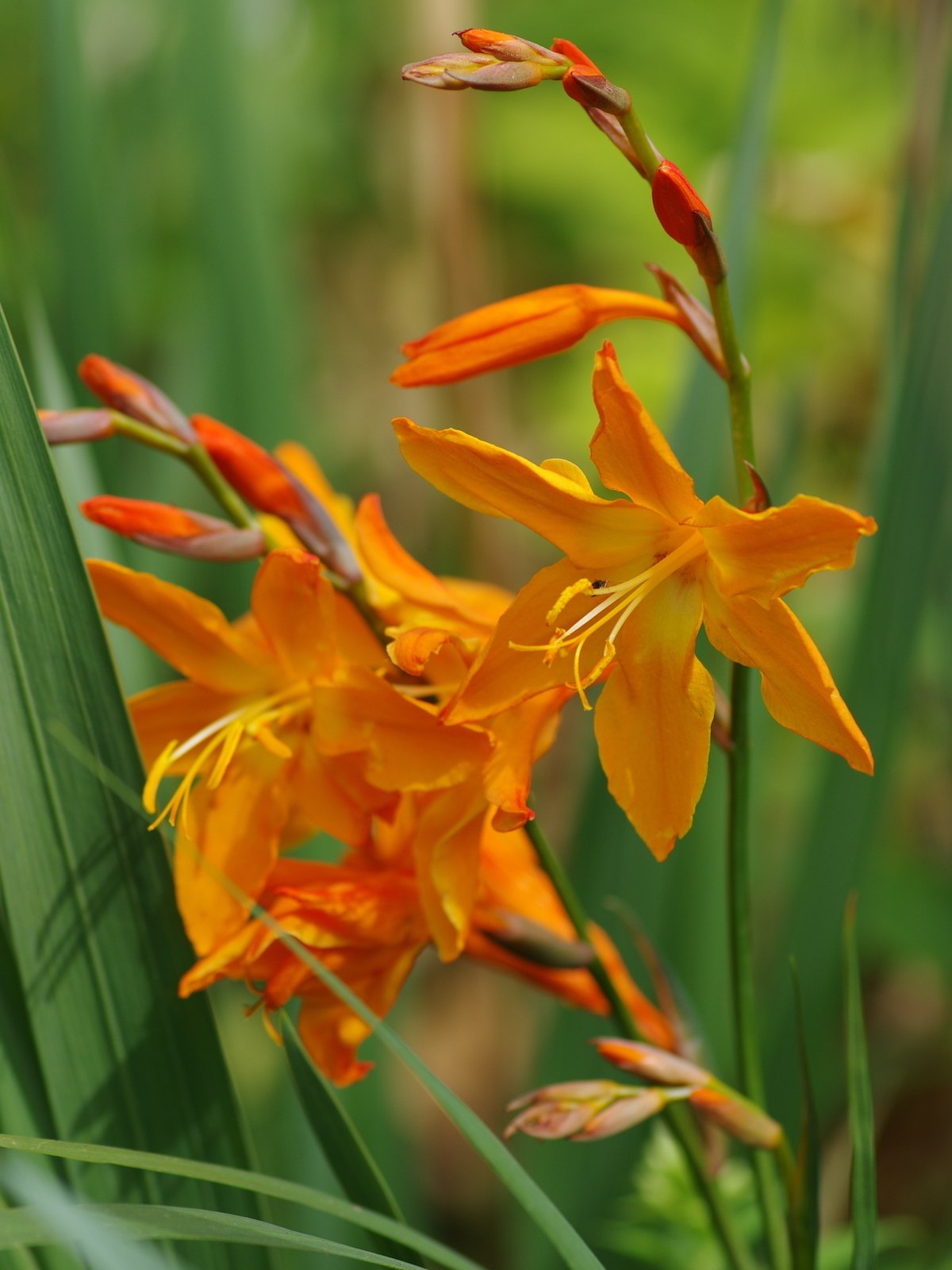 Крокосмия (Crocosmia x crocosmiiflora)