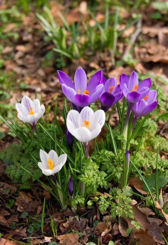 Крокус (Crocus spp.)
