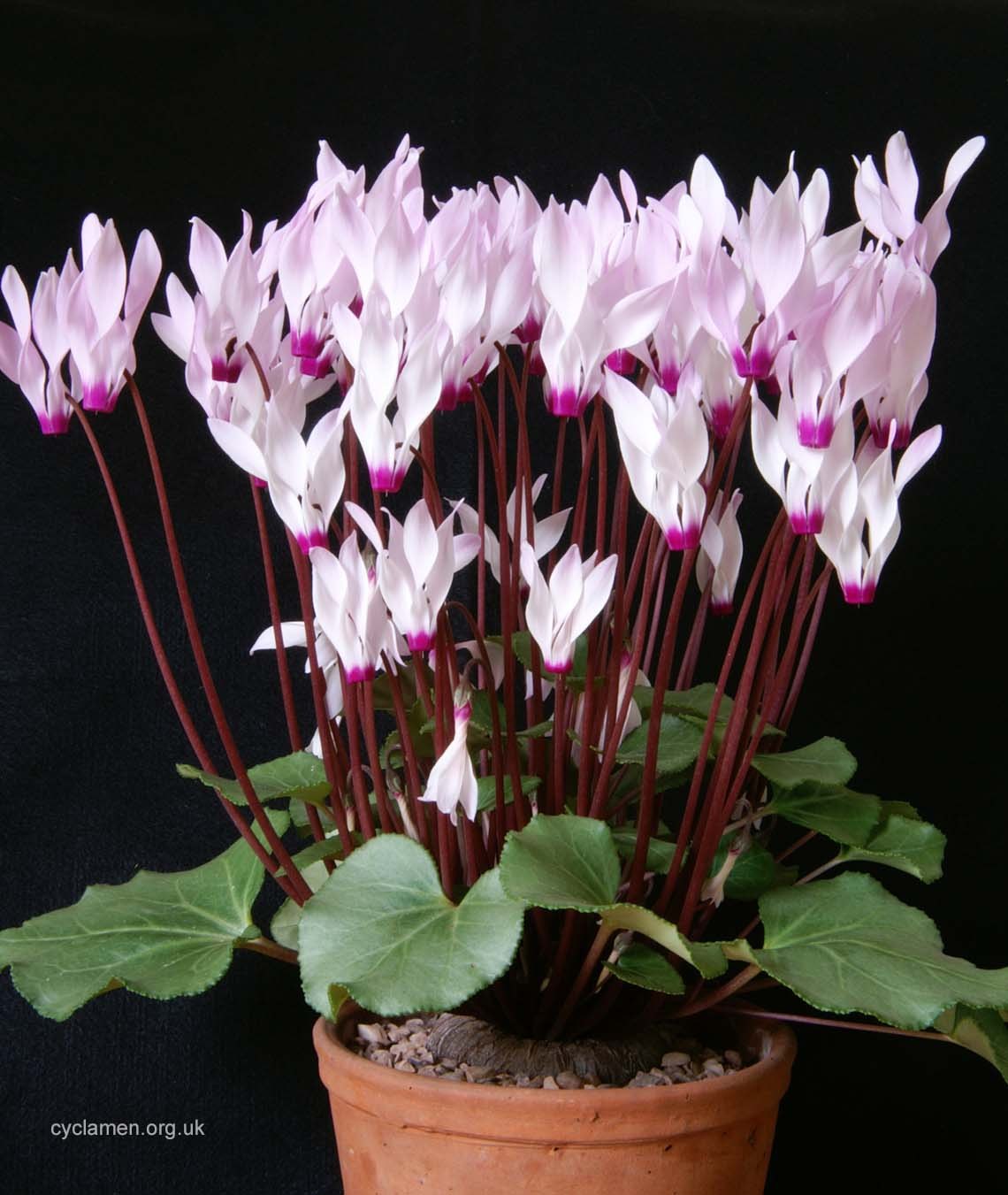 Cyclamen (Cyclamen persicum)