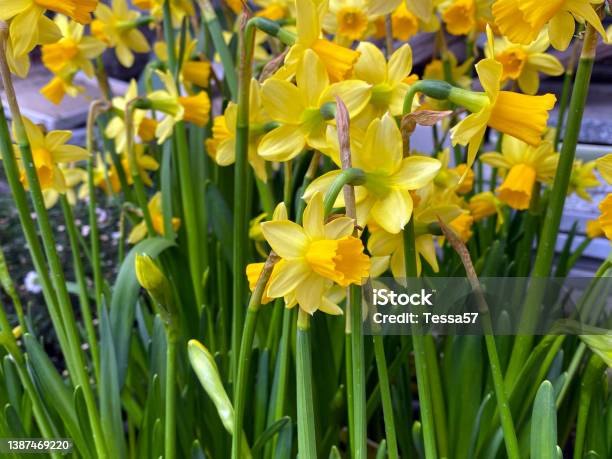 Нарцисс (Narcissus spp.)
