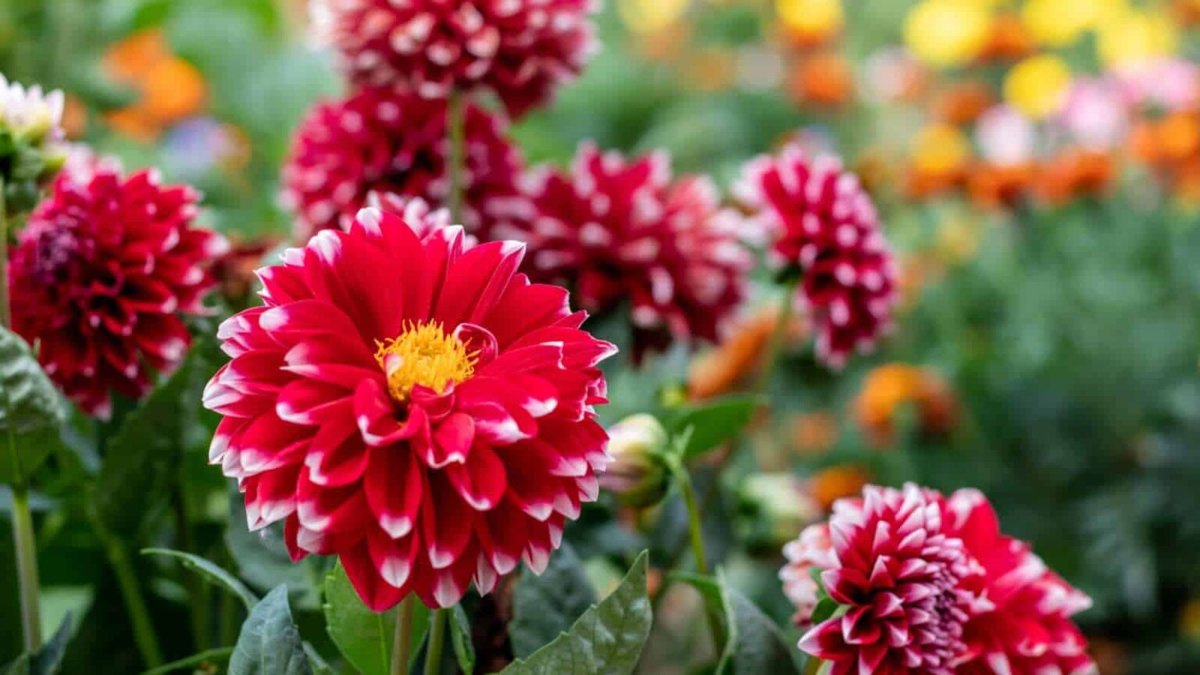 Георгин (Dahlia spp.)