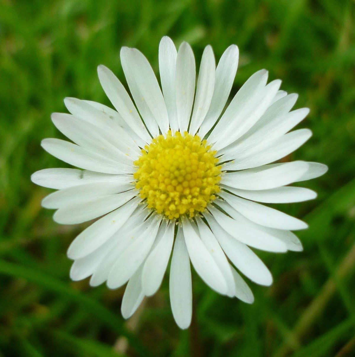 Margaretă (Bellis perennis)