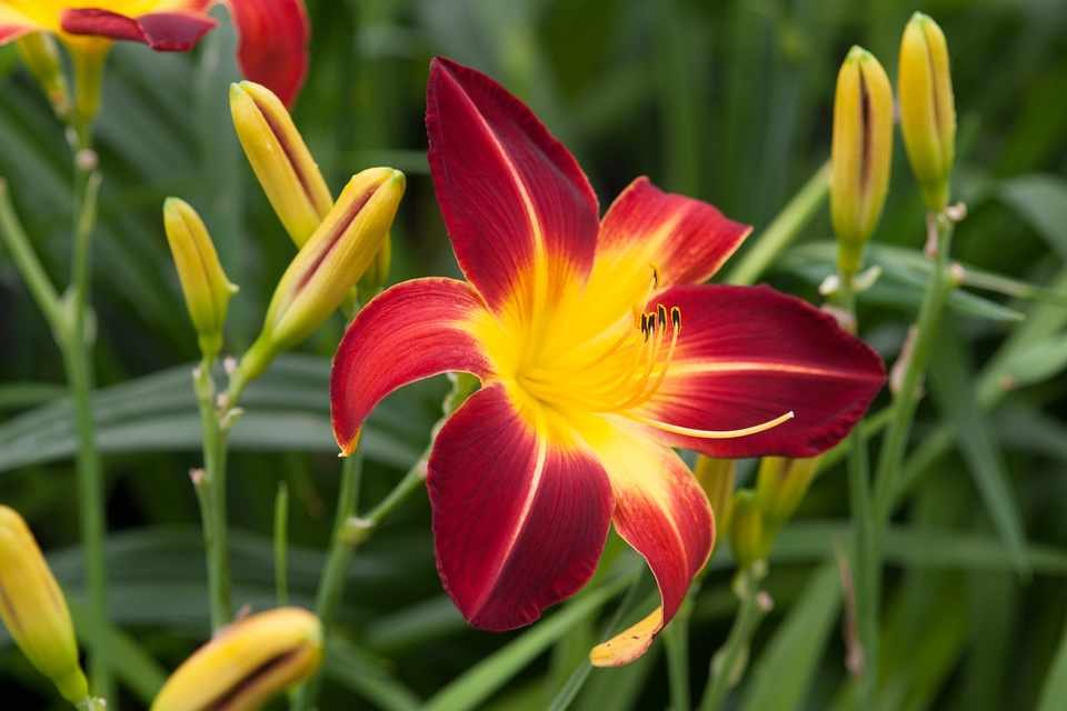 Лилейник (Hemerocallis spp.)