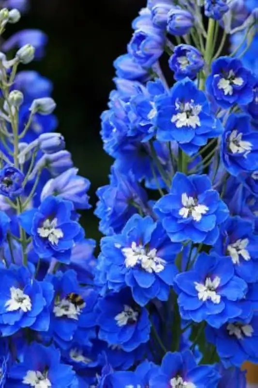 Nemțișor (Delphinium spp.)