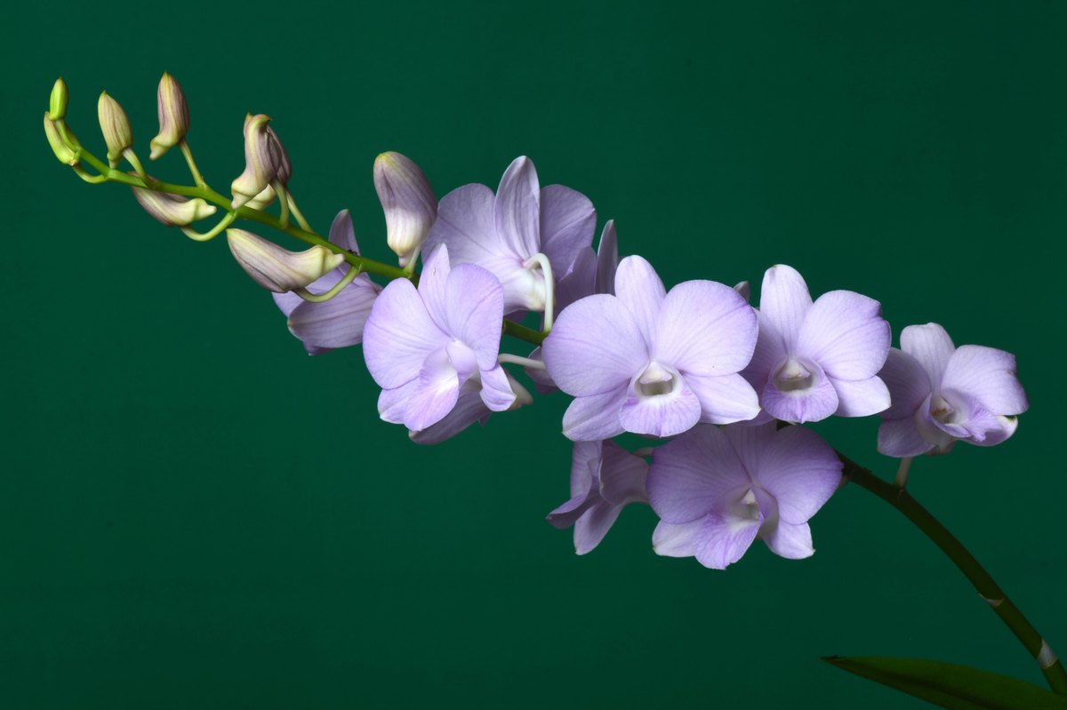 Дендробиум (Dendrobium spp.)