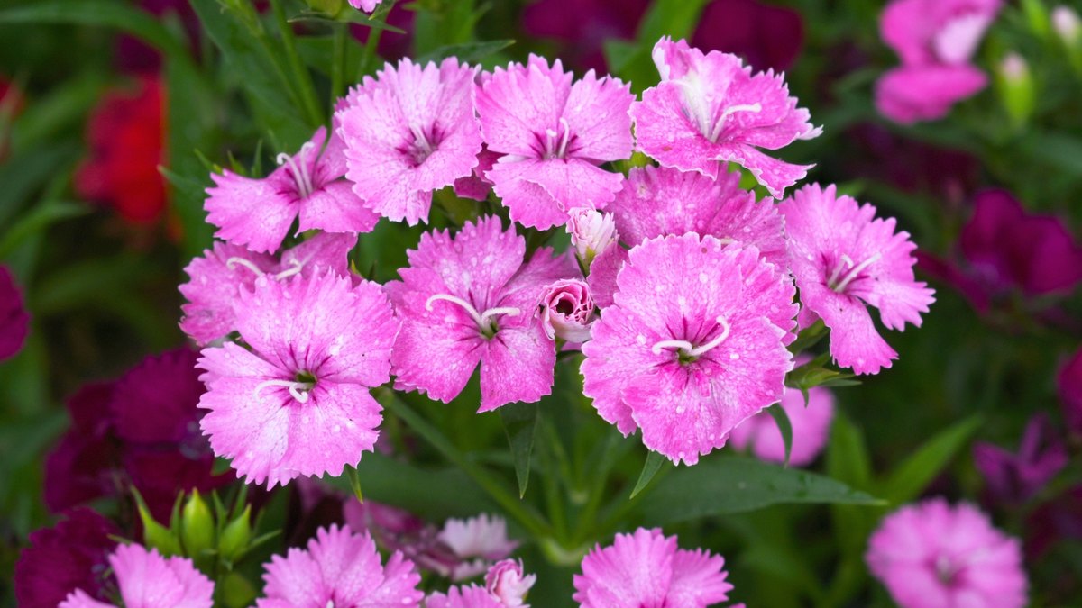 Garoafă (Dianthus spp.)