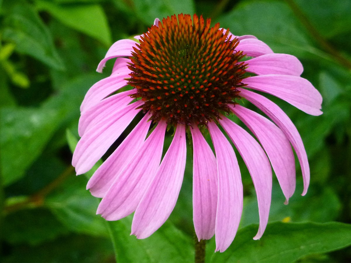 Echinacea (Echinacea purpurea)