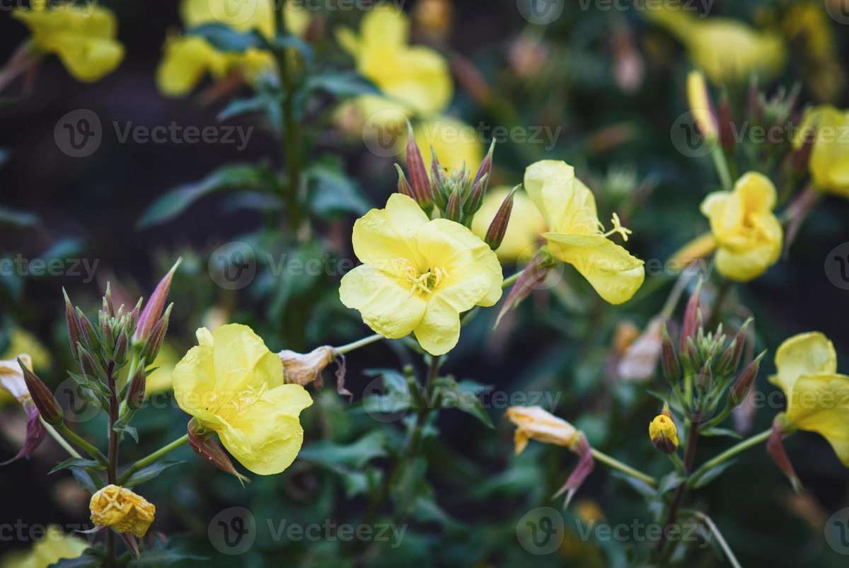 Luminiță (Oenothera biennis)