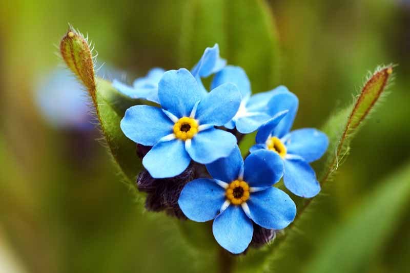 Nu-mă-uita (Myosotis sylvatica)