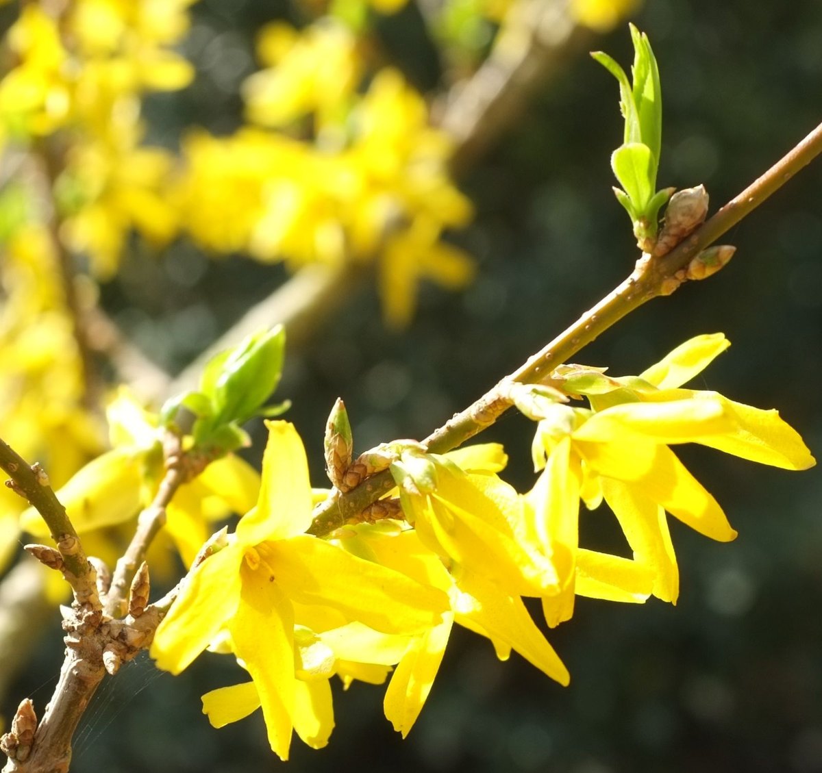 Forsythia (Forsythia x intermedia)