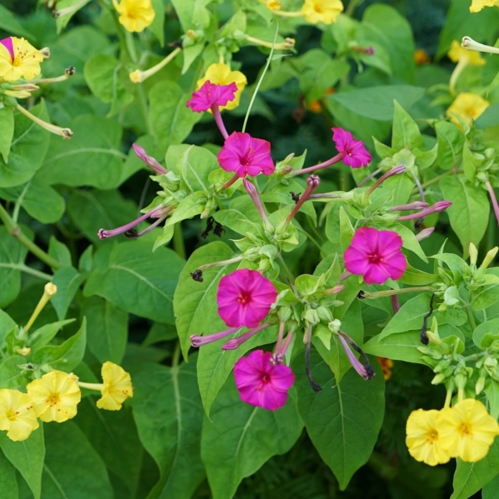 Мирабилис (Mirabilis jalapa)