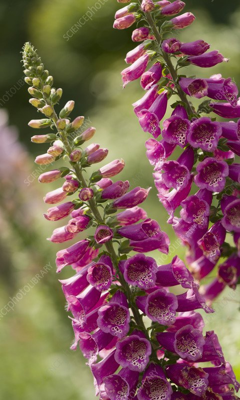 Degețel (Digitalis purpurea)