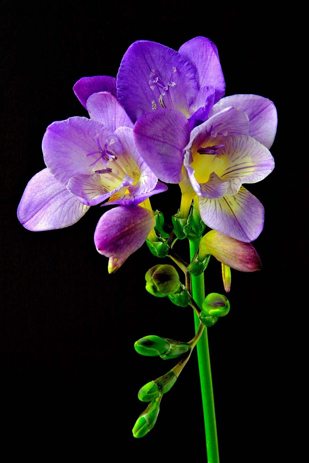 Фрезия (Freesia spp.)