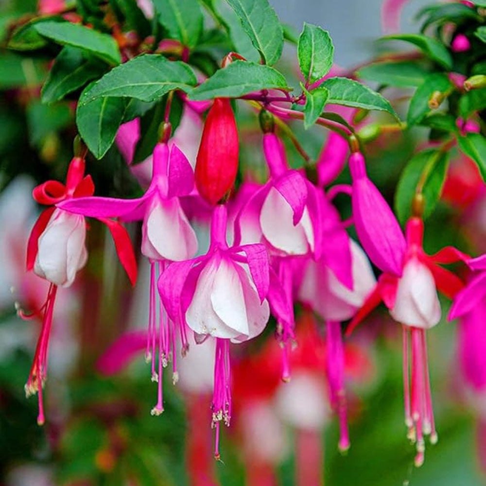 Fuchsia (Fuchsia spp.)