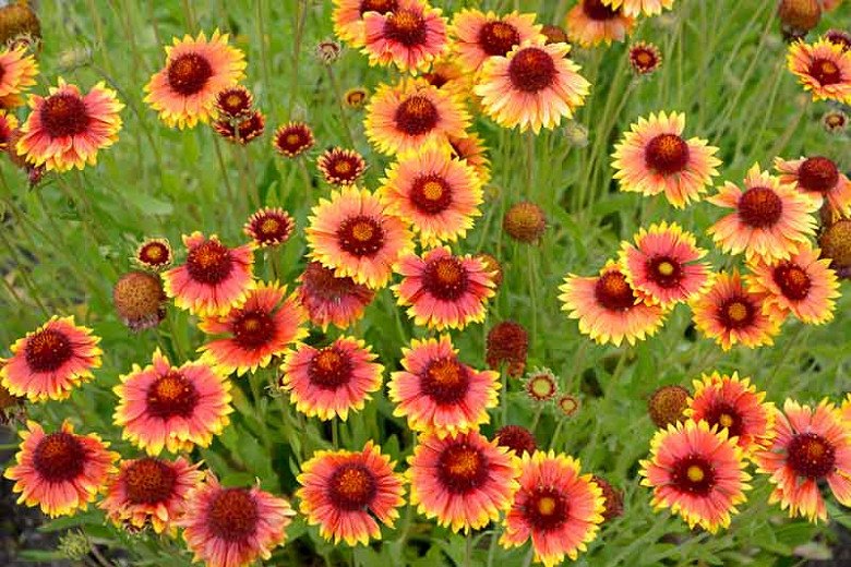 Gaillardia (Gaillardia spp.)