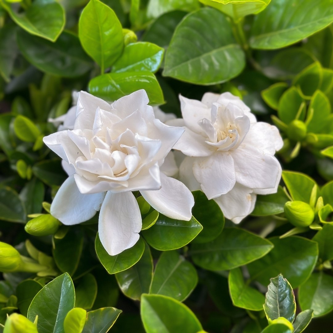 Gardenie (Gardenia jasminoides)
