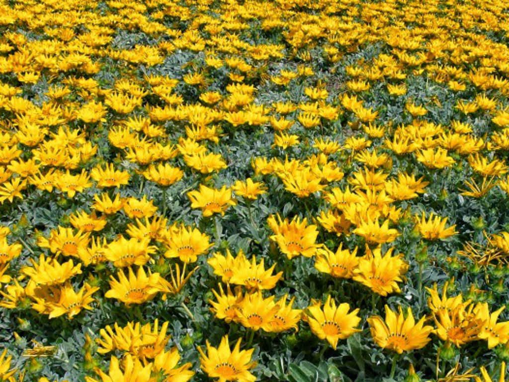 Gazania (Gazania rigens)