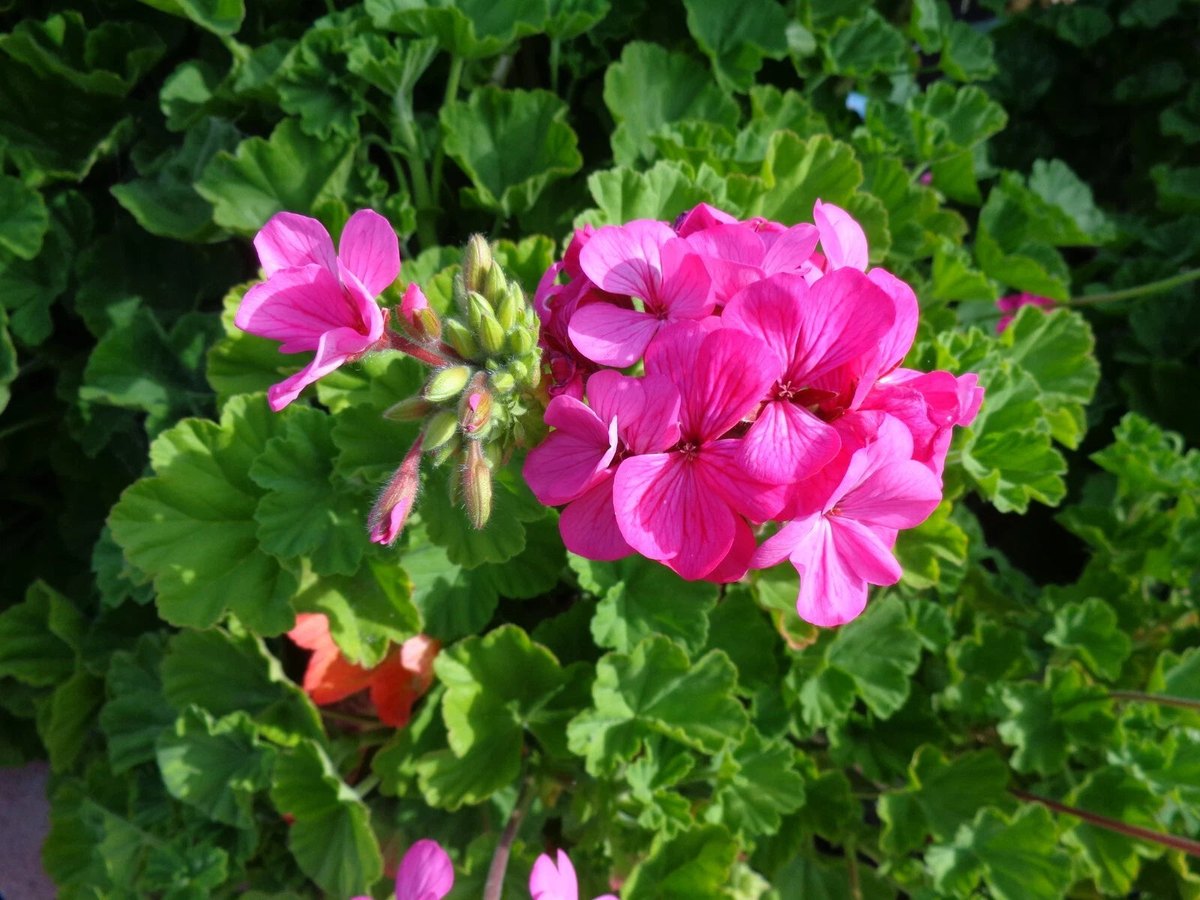 Mușcată (Pelargonium spp.)