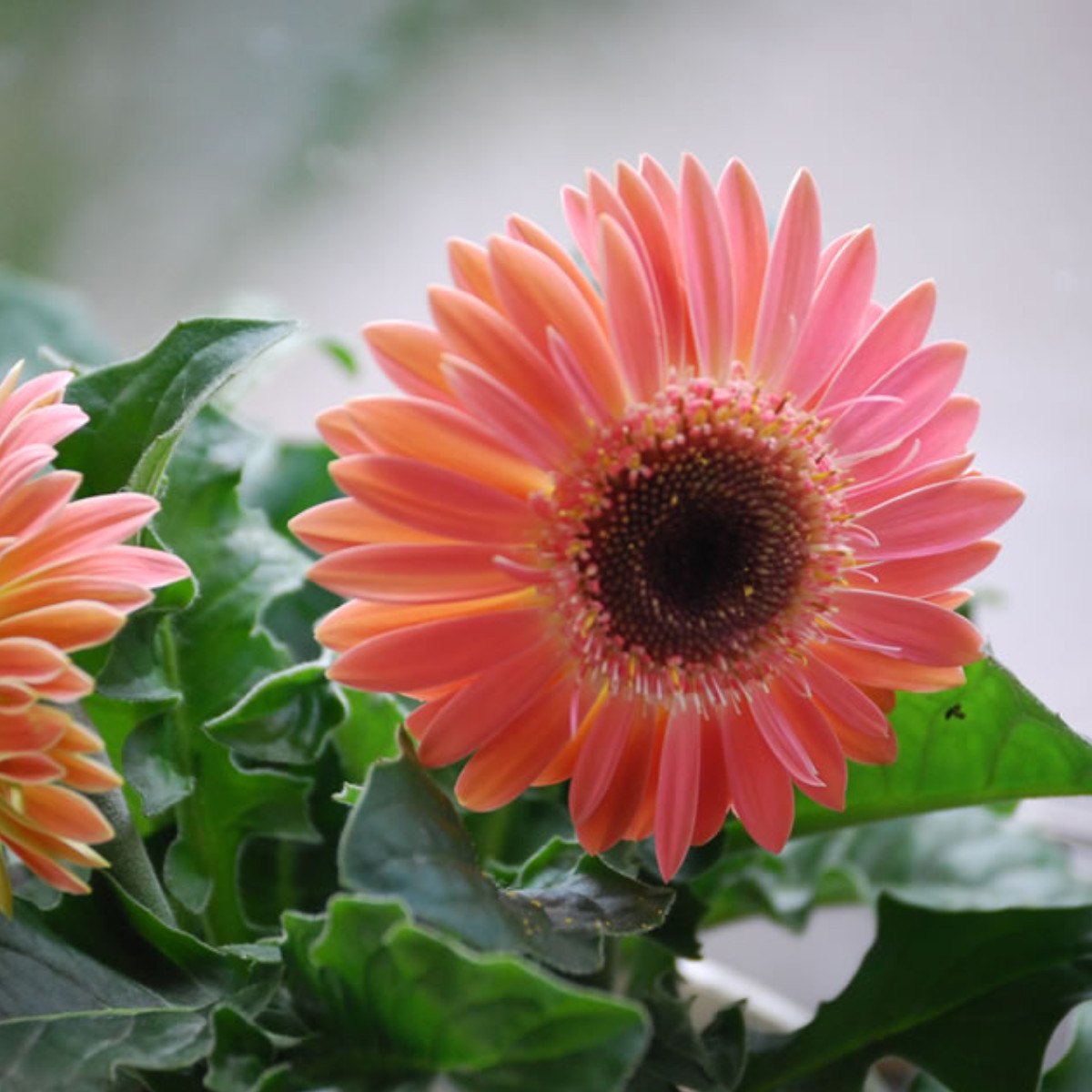 Гербера (Gerbera jamesonii)