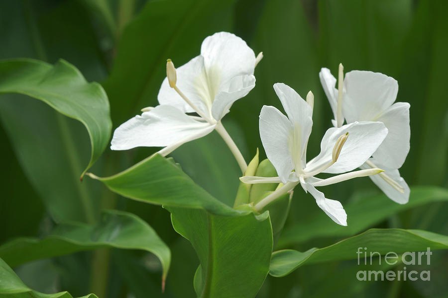 Гедихиум (Hedychium coronarium)