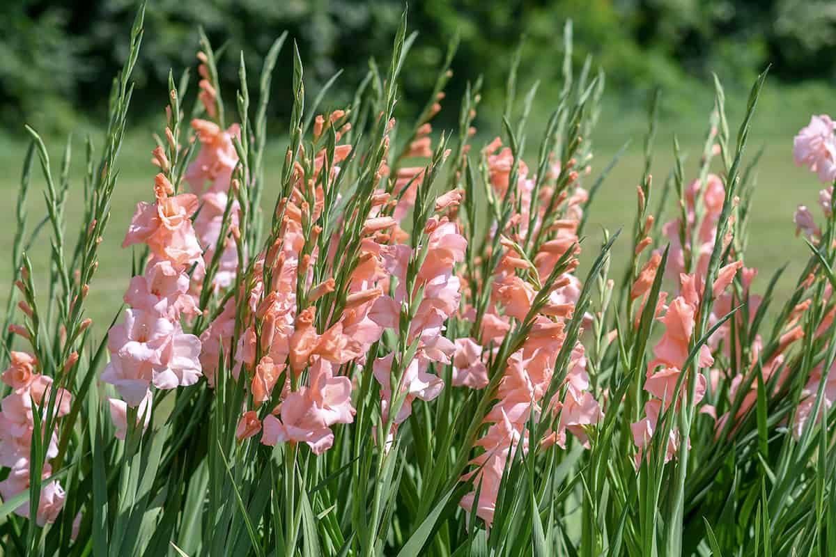 Гладиолус (Gladiolus spp.)