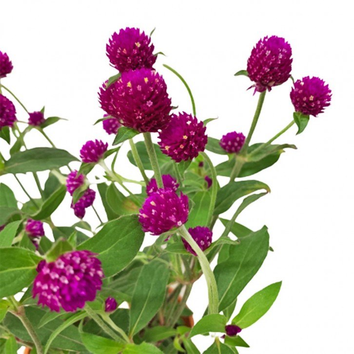 Gomphrena (Gomphrena globosa)