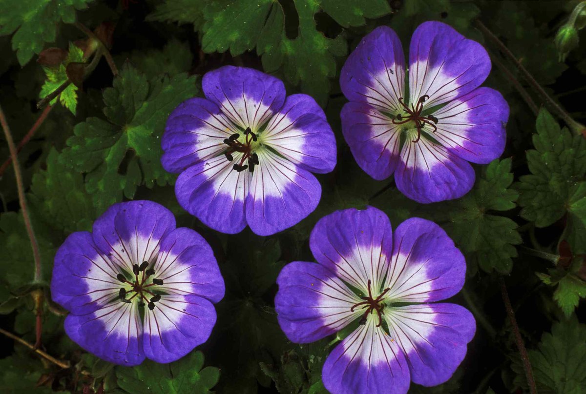 Geranium peren (Geranium spp.)