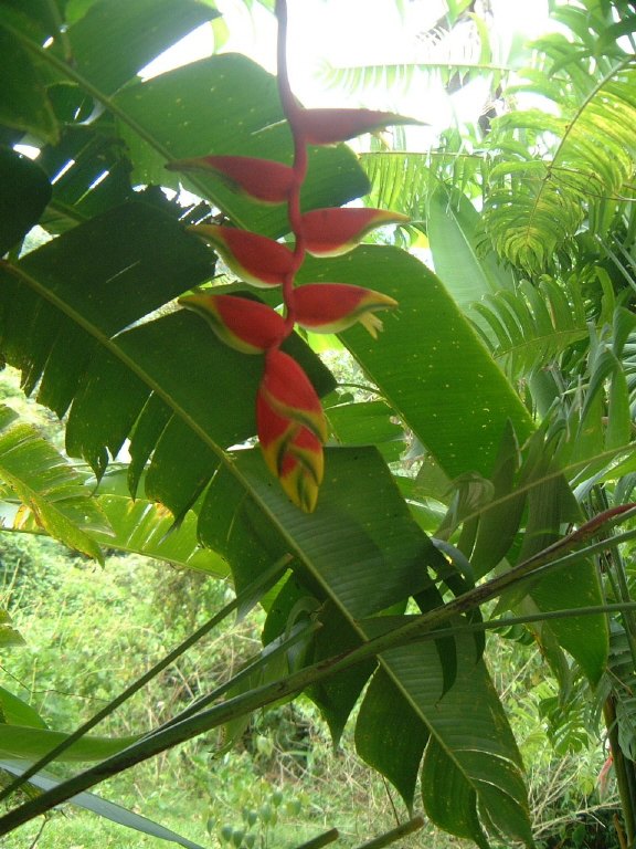 Heliconia (Heliconia rostrata)