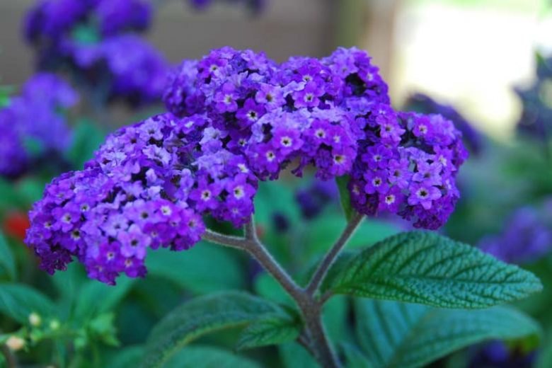 Heliotrop (Heliotropium arborescens)