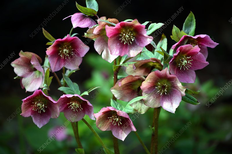 Spânz (Helleborus spp.)