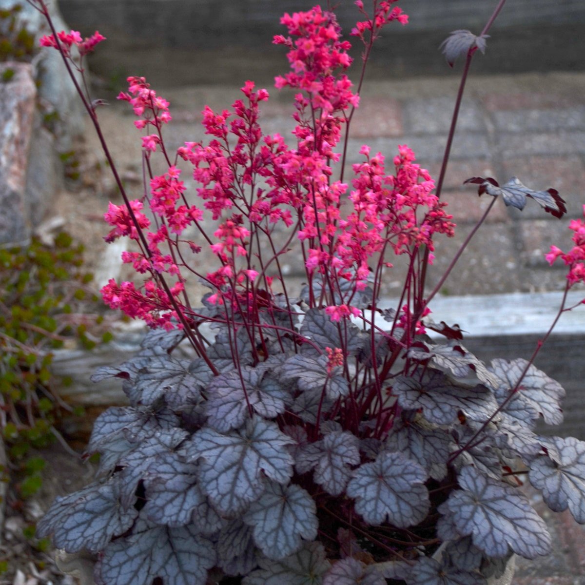 Heuchera (Heuchera spp.)