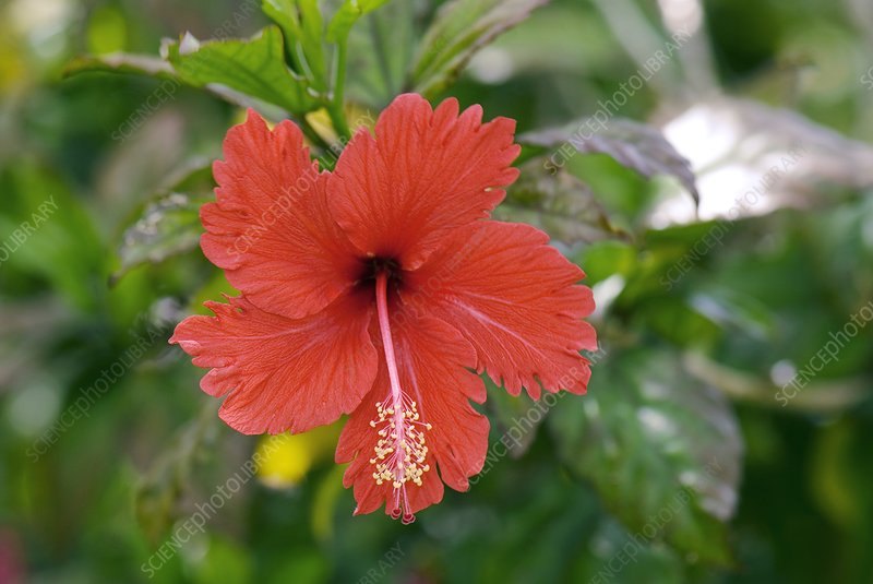 Hibiscus (Hibiscus rosa-sinensis)