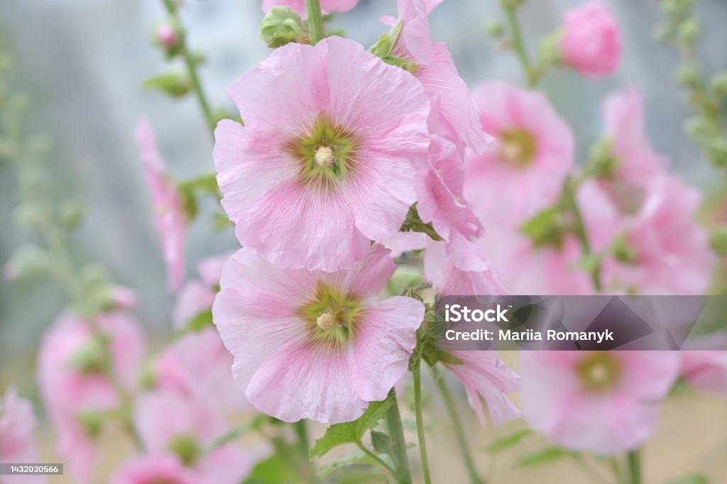 Nalbă de grădină (Alcea rosea)