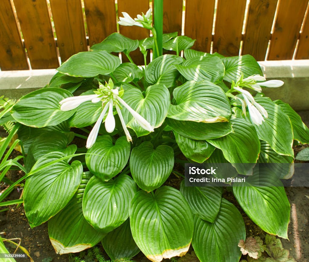 Hosta (Hosta spp.)