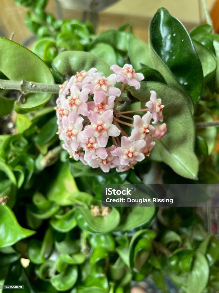 Floare de ceară (Hoya carnosa)
