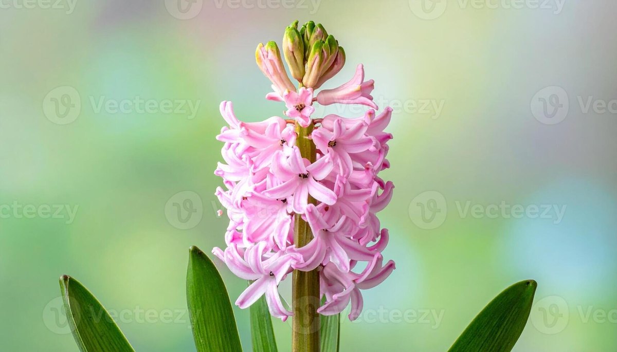 Гиацинт (Hyacinthus orientalis)