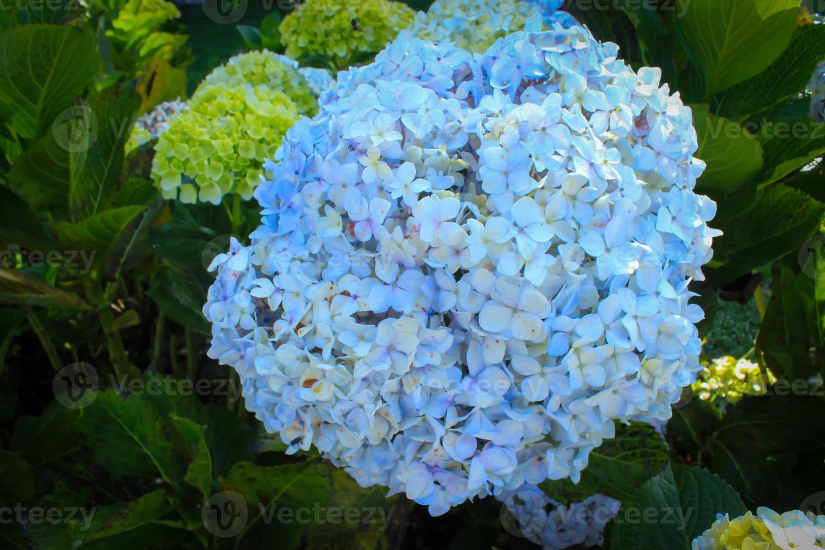 Hortensie (Hydrangea macrophylla)