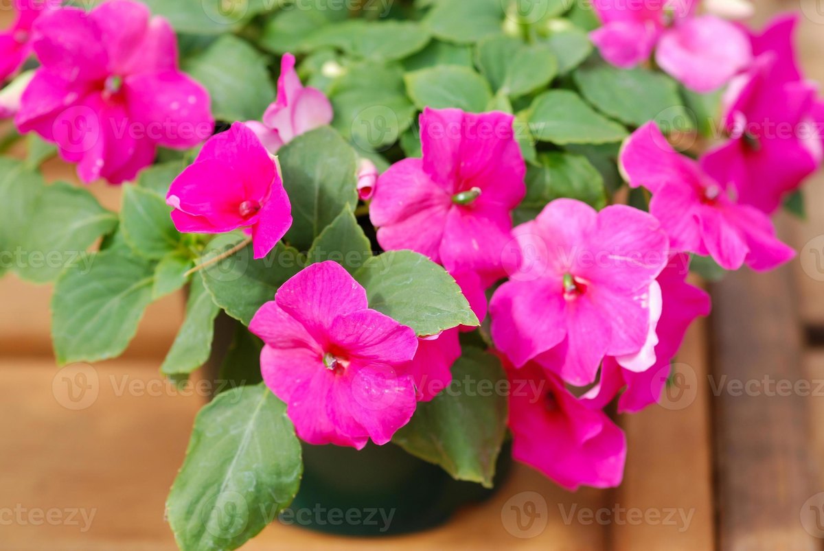 Sporul casei (Impatiens walleriana)