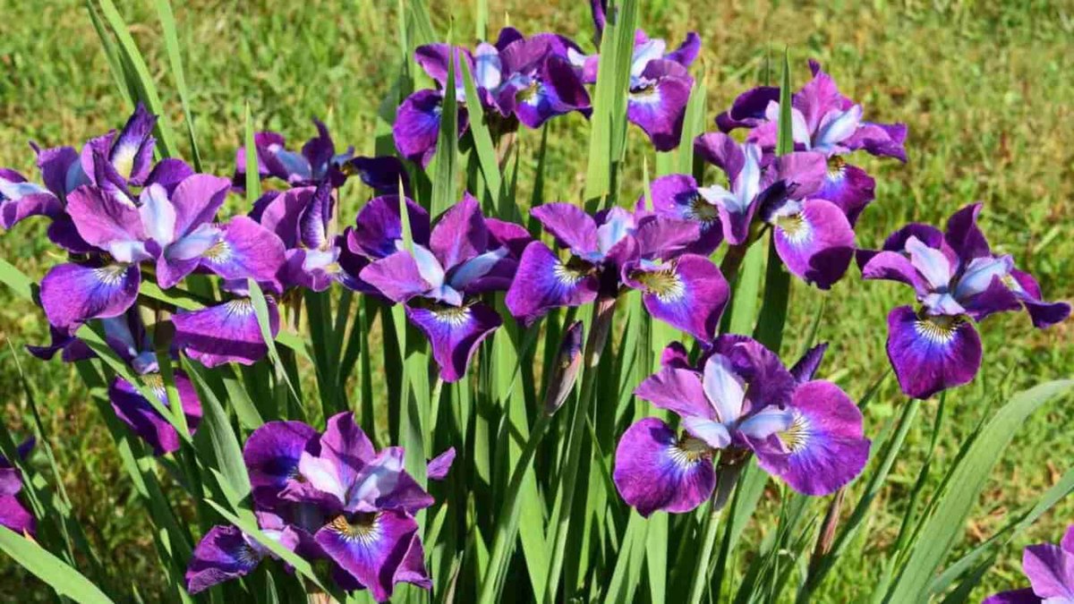 Ирис (Iris spp.)