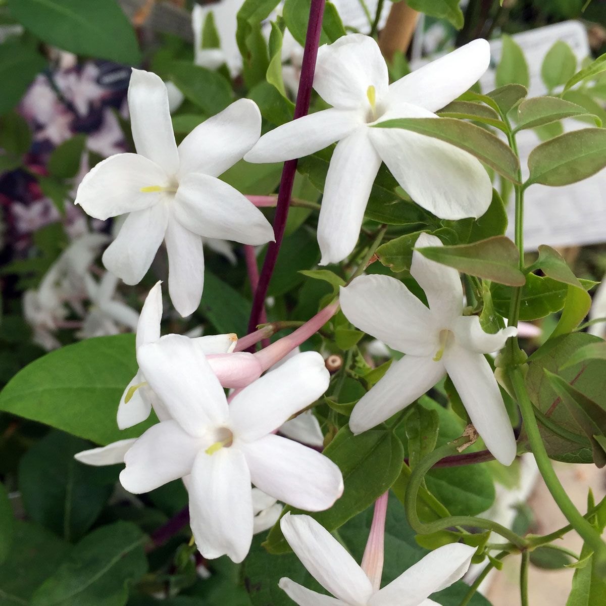 Iasomie (Jasminum officinale)