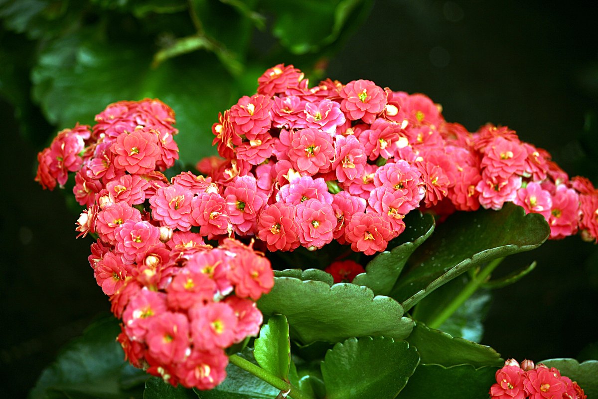 Kalanchoe (Kalanchoe blossfeldiana)