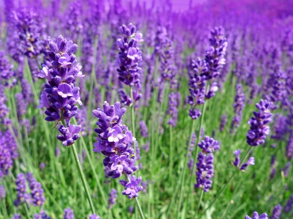 Lavandă (Lavandula angustifolia)