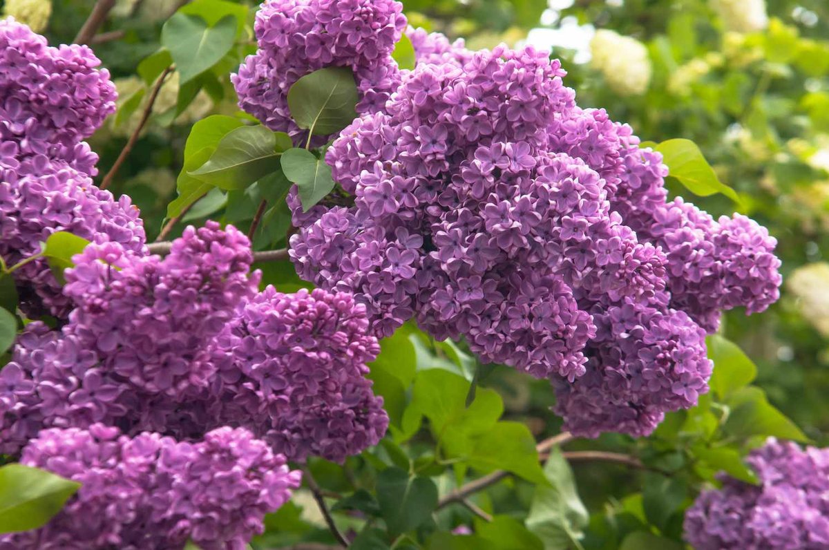 Liliac (Syringa vulgaris)